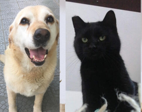 Boldog sárga labrador és komoly fekete cica portréja – Megbízható kutyaszitter és cicafelügyelet Budapest XI. és XXII. kerületében
